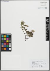 Foto von Salix alpina Scop.